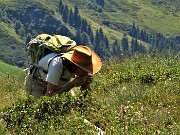 43 Erica intenta a raccogliere e gustarsi tanti mirtilli